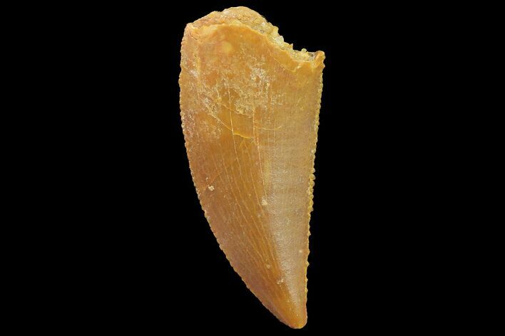 Serrated, Raptor Tooth - Real Dinosaur Tooth #179538
